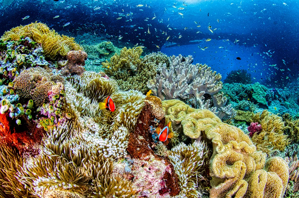 O oceano é destino de uma parte do gás carbônico que é emitido na atmosfera e sua acidificação, que afeta vidas marinhas como as dos corais, é consequência disso (Imagem: Tom Fisk/Pexels)