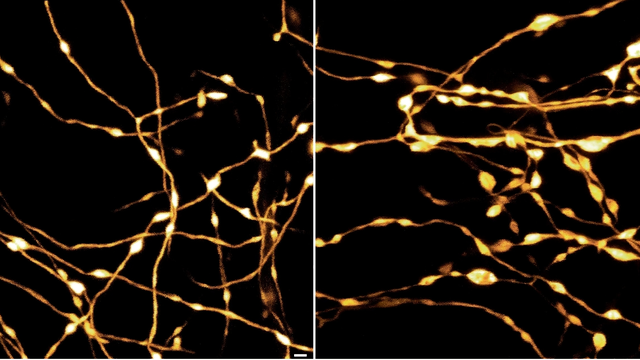 Griswold et al, 2024/Nature