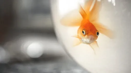 Peixe dourado dirige carro motorizado em novo experimento; veja vídeo