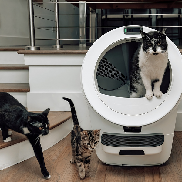 Adeus, Caixa de Areia! Robô Inovador com IA e Câmeras Reconhece Até 5 Gatos e Simplifica a Limpeza