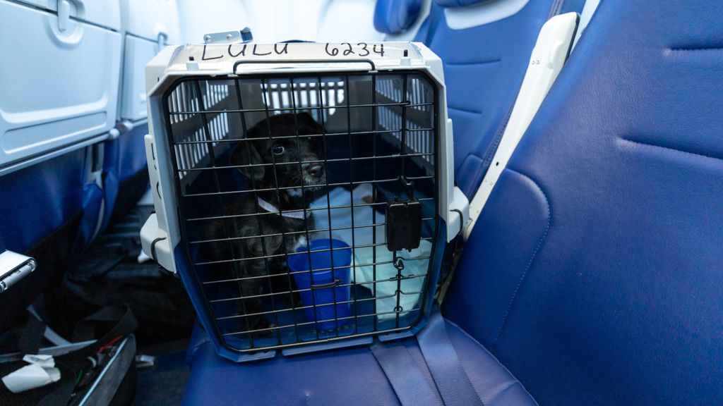 Animal dentro de gaiola sendo transportado em avião