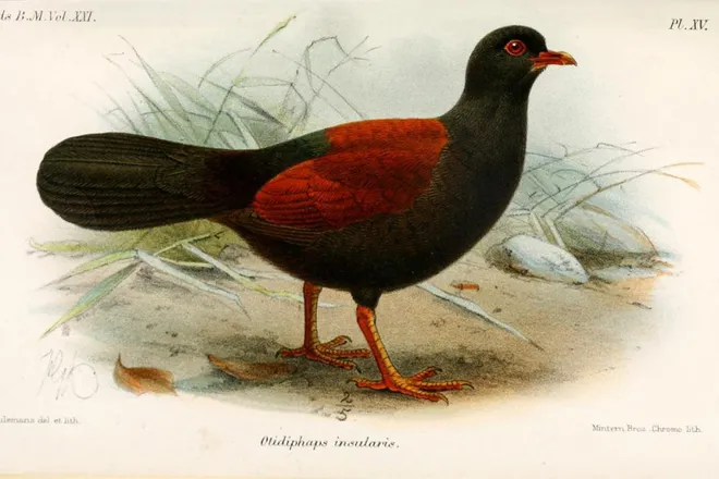 O pombo-faisão-de-nuca-preta, na ilustração feita quando o animal foi descrito — único registro dele em 140 anos (Imagem: John Gerrard Keulemans/Domínio Público)