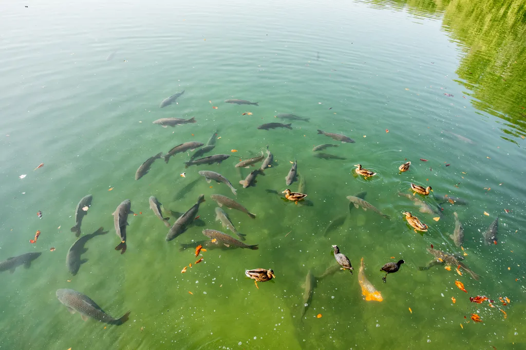 Peixes de água doce estão contaminados com "produtos químicos eternos", alerta estudo (Imagem: RossHelen/Envato)