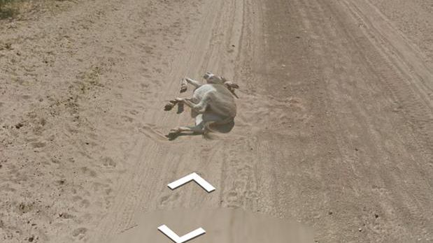 Carro do Google Street View atropelou um burro no meio da estrada?