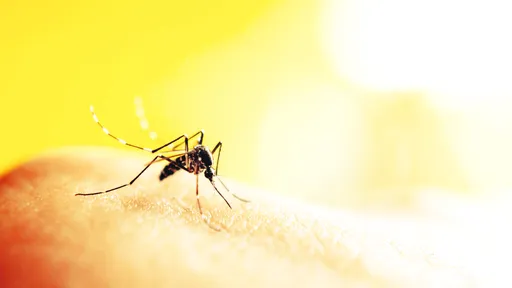 Vacina para Zika já pode ser testada em humanos