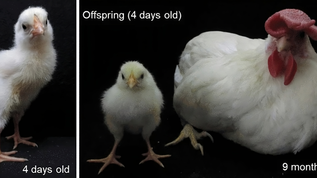 Obara et al., 2024/Scientific Reports