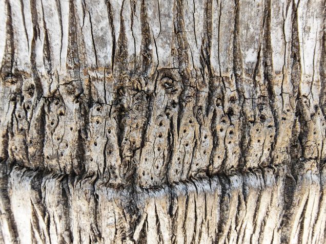 Honor Magic V5 - Teste de c&acirc;meras