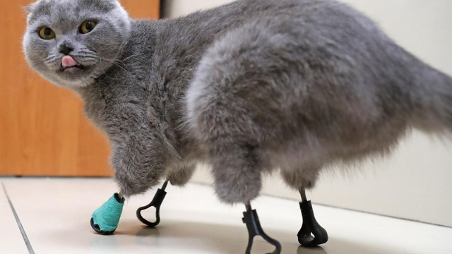 Gato russo ganha patinhas de titânio depois de ter membros congelados pela neve