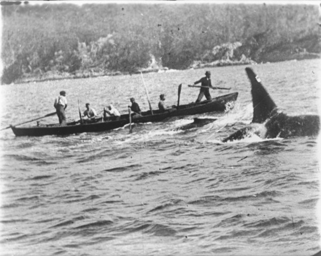 Old Tom (c. 1895 — 17 de setembro de 1930), visto na fotografia, foi uma orca macho conhecida pelos baleeiros australianos da cidade de Eden, líder de um bando que ajudava os humanos a caçar baleias, ganhando o nome de 