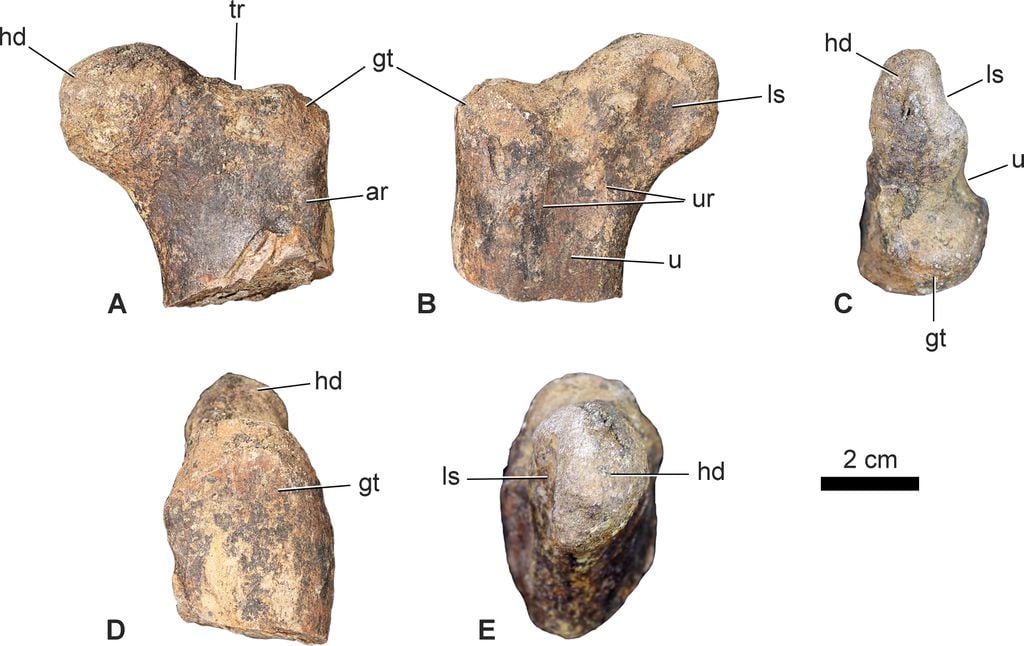 Encontrado no Marrocos, o fêmur do dinossauro ornitísquio cerapoda melhora bastante a compreensão da paleontologia sobre o Jurássico (Imagem: Maidment et al./Royal Society Open Science)