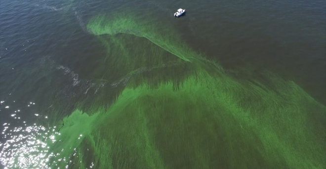 Em verde claro, as cianobactérias florescendo próximas à superfície (Imagem: Reprodução/NOAA/Toldeo Aerial Media)