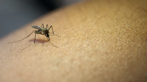 Por que os mosquitos picam mais algumas pessoas do que outras?