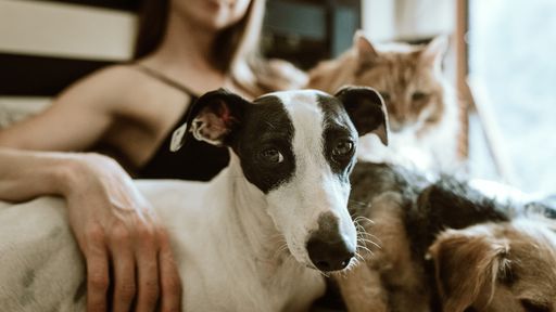 Digitalização do mercado de pets deve manter alta no pós-pandemia