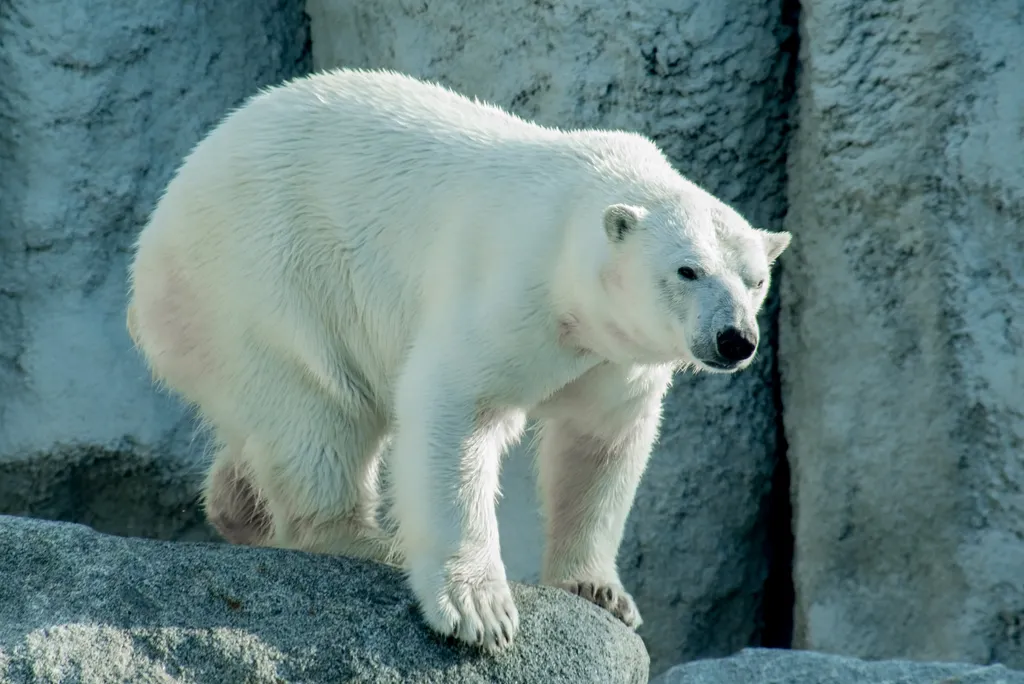 O urso-polar habita apenas o Polo Norte (Imagem: twenty20photos/envato)