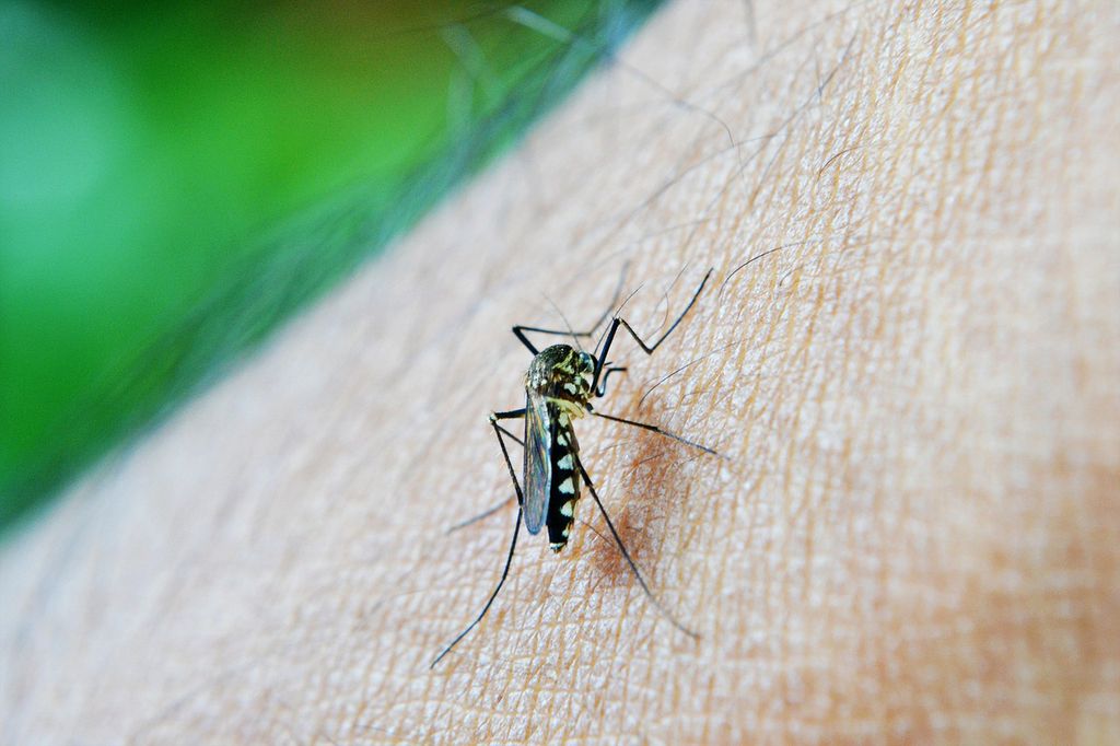 Nova técnica promete reduzir a população de fêmeas de Aedes aegypti, que são as responsáveis pelas doenças (Imagem: Mohamed Nuzrath/Pixabay)
