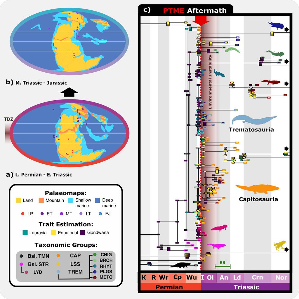 O estudo descobriu que a distribuição dos temnospondyli continuou após a extinção do Permiano, mostrando a resiliência desses animais mesmo em condições extremas (Imagem: Mehmood et al./Royal Society Open Science)