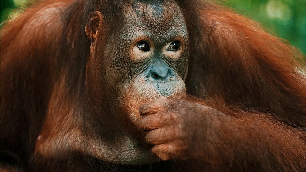 Orangotango viraliza ao ver o próprio reflexo no espelho pela 1ª vez