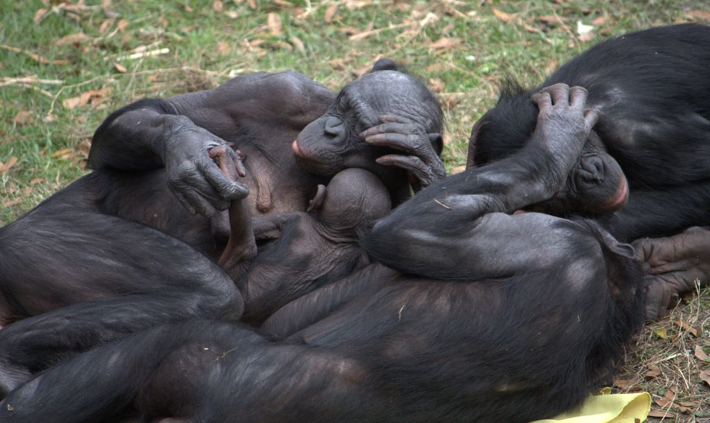 Os bonobos estão entre os primatas com maior prevalência de relações entre o mesmo sexo, e a espécie (Pan paniscus) é uma das mais próximas da humana (Imagem: LaggedOnUser/CC-BY-2.0)