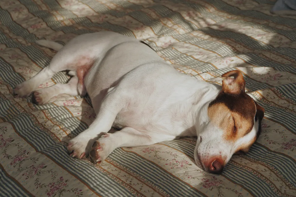 Cientistas explicam se cachorros sonham e o que são os espasmos durante o sono (Imagem: PaulSchlemmer/Envato)