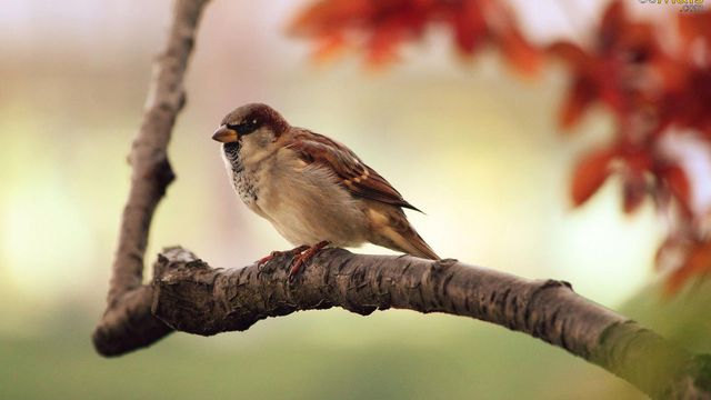 Ondas de rádio podem afetar o curso migratório de algumas aves