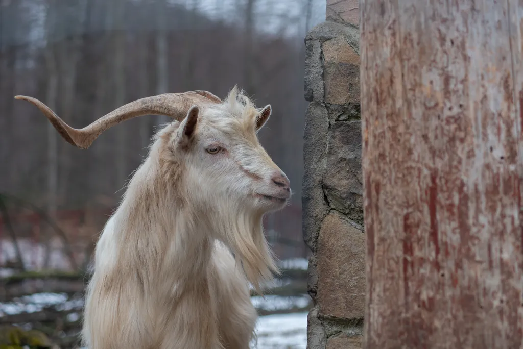 Cabras e bodes são conhecidos por terem barba (Imagem: Mary_8405/Envato)