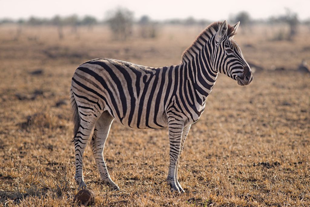 Esta zebra te parece branca e preta ou preta e branca? (Imagem: Adriaan Greyling/Pexels)