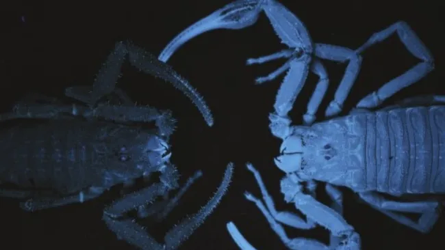 Léo Laborieux/Zoological Journal of the Linnean Society