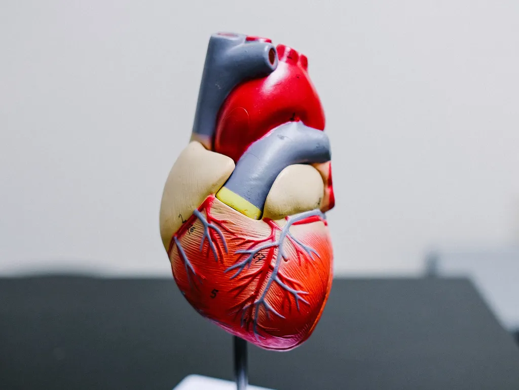 Diferenças sexuais das células impactam reação a doenças cardíacas, segundo estudo (Imagem: Neonbrand/Unsplash)