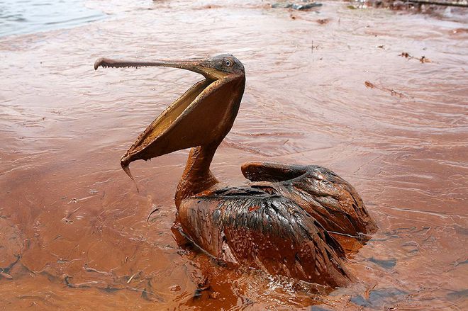 Pelicano coberto de óleo após acidente no Golfo do México. Animal foi encontrado na Louisiana (Foto: Reuters / Sean Gardner)