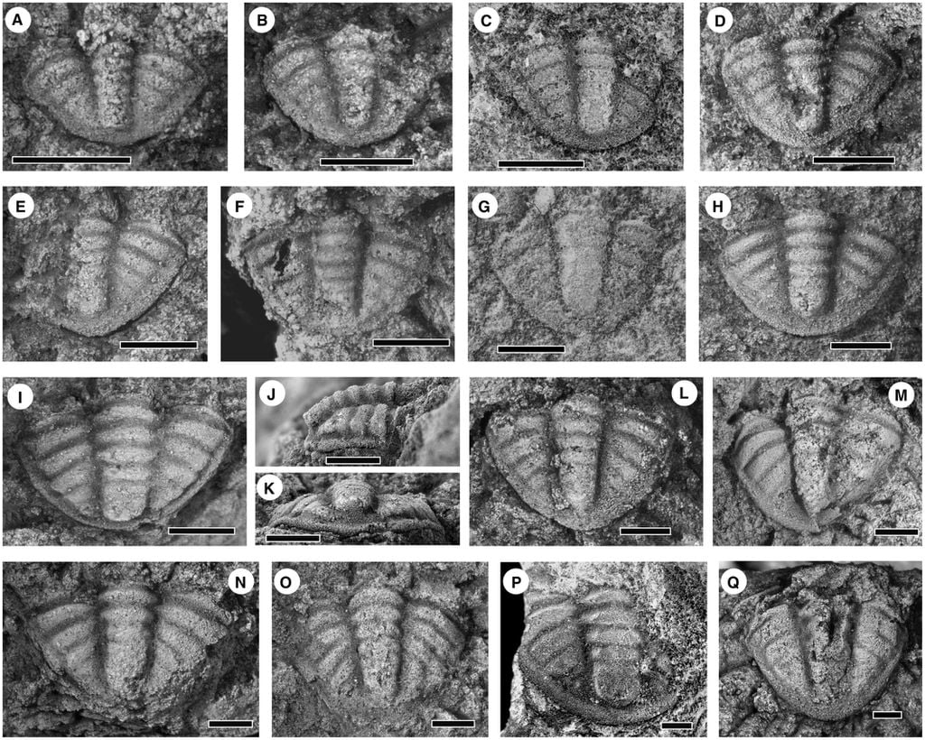 Fósseis de trilobitas com 490 milhões de anos resolvem mistério do supercontinente Gondwana (Imagem: Wernette et al., 2023/Papers in Palaeontology)