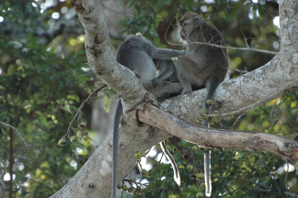 O macaco-cinomolgo teve apenas uma comunidade observada realizando atividade sexuais (Imagem: Denis Luyten/Domínio Público)