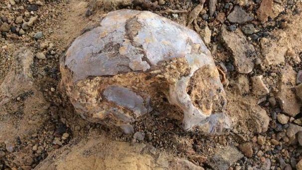 Fóssil de crânio pode revelar ancestral comum entre humanos e macacos