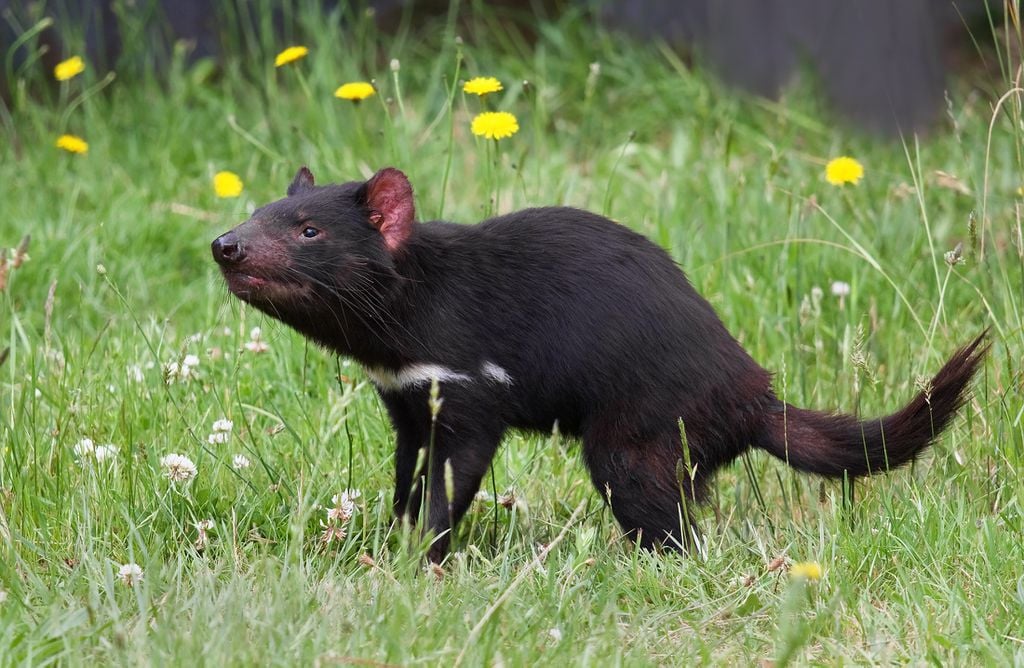 De aparência simpática, os diabos-da-tasmânia são pequenos marsupiais, mas os maiores carnívoros entre o grupo desde a extinção do tilacino ou tigre-da-tasmânia (Imagem: JJ Harrison/CC-BY-S.A-3.0)