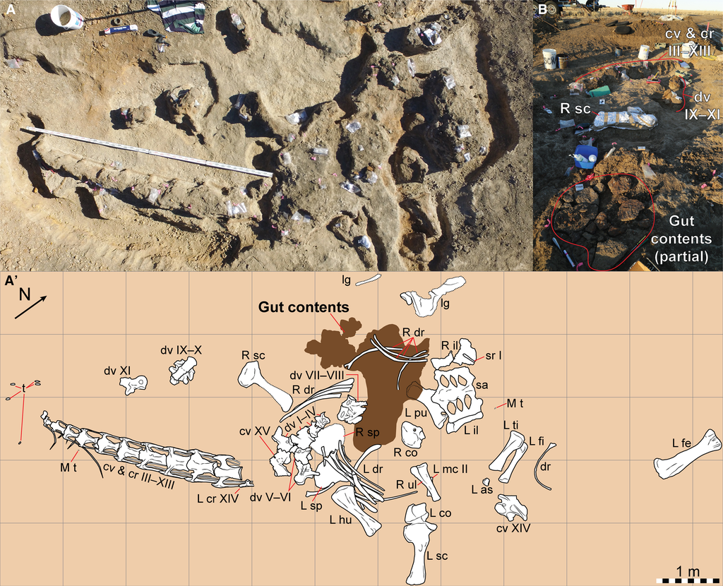 Localização dos ossos do Diamantinasaurus matildae chamado Judy — o conteúdo de seu estômago é marcado em marrom na ilustração (Imagem: Poropat et al./Current Biology)