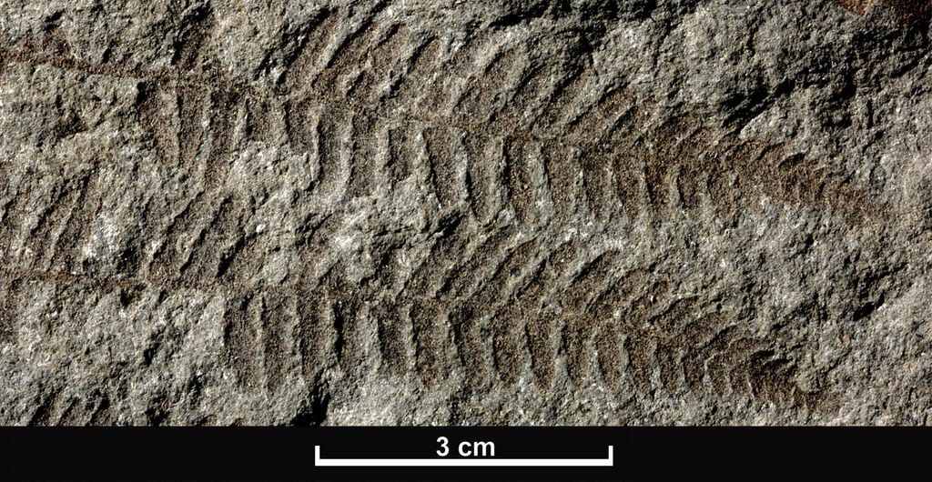 Alguns fósseis, como o dessa samambaia, são formados por compressão, que esmaga os sedimentos sobre os restos orgânicos e deixa o formato para trás (Imagem: British Geological Survey/UKRI)