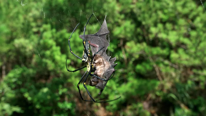 De aranhas-saltadoras a assassinas: os aracnídeos mais bizarros do mundo