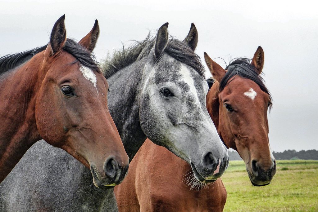Produzido em cavalos, o soro agora pode ser testado em humanos (Imagem: Wolfgang Claussen/Pixabay)