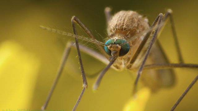 Mosquitos usam cores vermelhas e respiração humana para escolher alvos [estudo]
