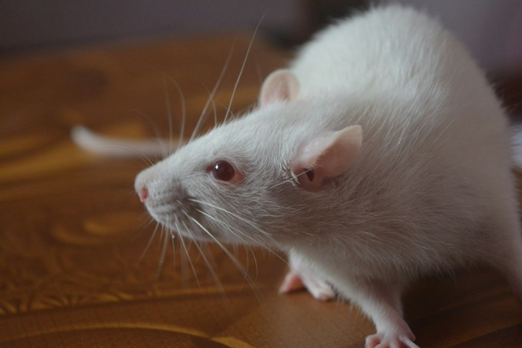 Lei que proíbe uso de animais em testes para produção de cosméticos é sancionada (Imagem: Kalyan Sak/Unsplash)