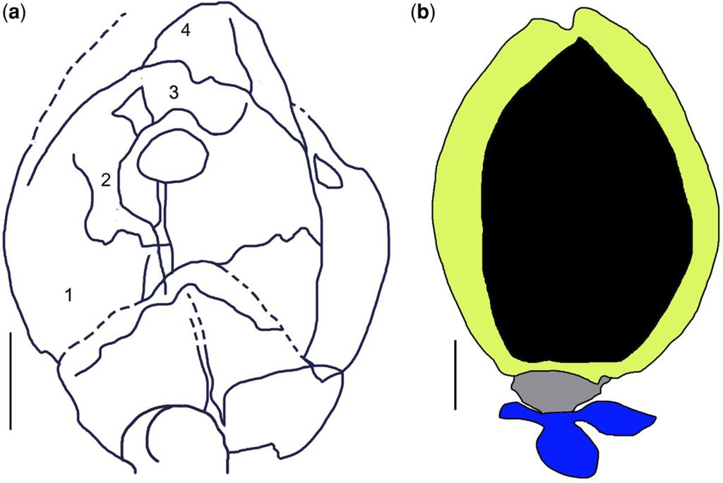 Em (a), detalhes da estrutura da planta e, em (b), um esboço do fruto bem semelhante às plantas modernas (Imagem: Reprodução/Da-Fang Cui et al.)