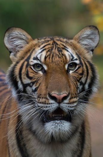 Tigresa é diagnosticada com COVID-19 em zoológico dos Estados Unidos