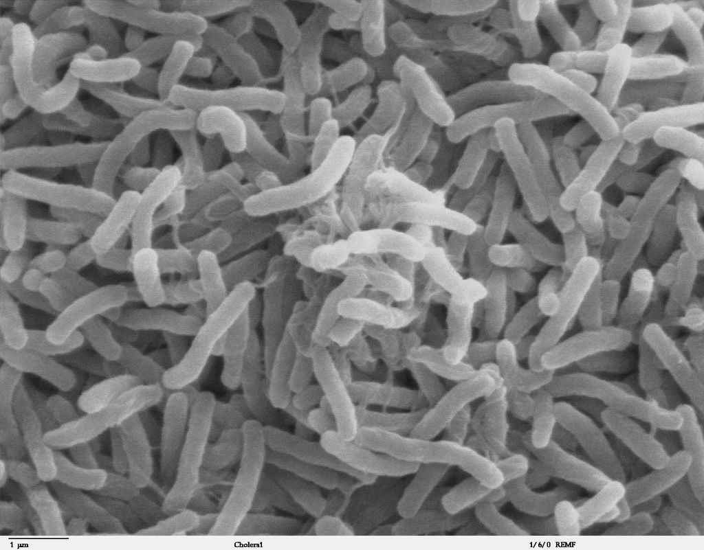 As bactérias foram a maioria das criaturas encontradas no subterrâneo terrestre, mas há alguns eucariontes (Imagem: Kirn et al./Molecular Microbiology/Domínio Público)