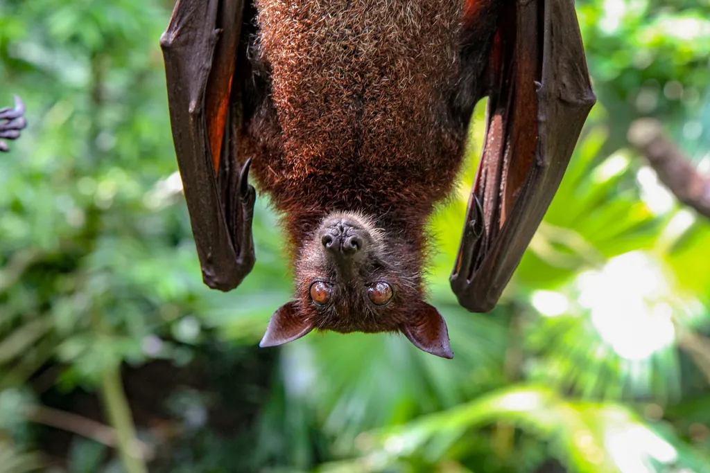 Transmitido inicialmente por morcegos, o vírus Marburg se espalha em humanos através dos fluidos corporais (Imagem: rigel/Unsplash)