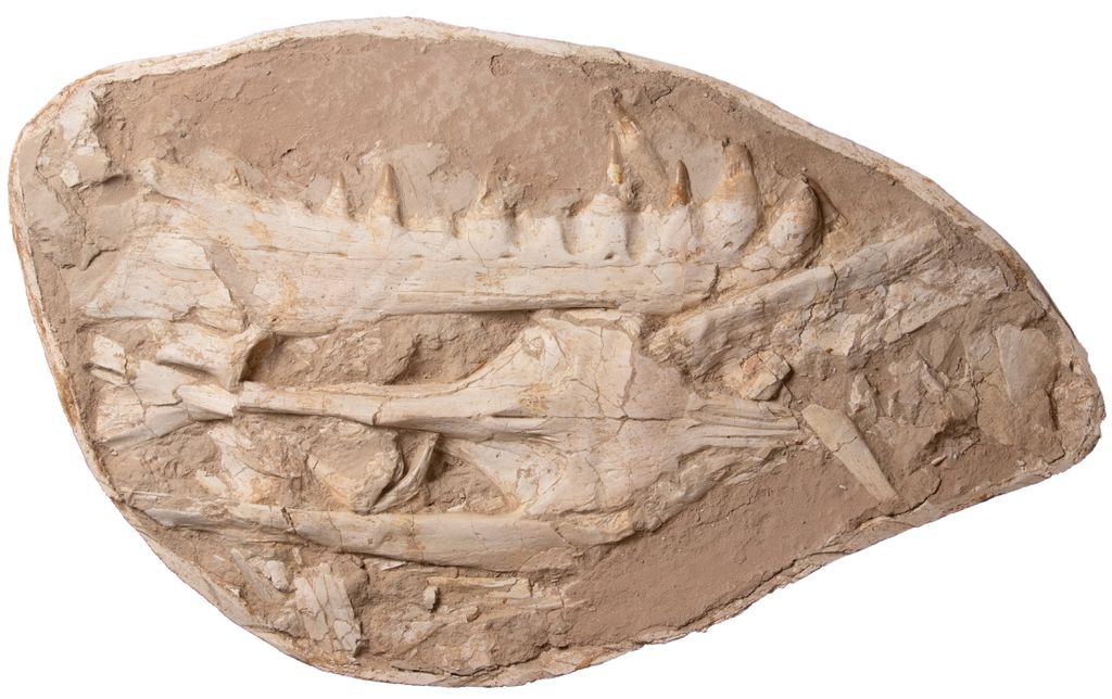 Os dentes e a mandíbula preservada do mosassauro com dentes de adaga do final do Cretáceo (Imagem: University of Bath)