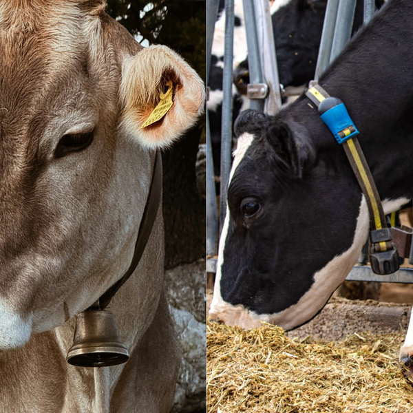 Adeus Sinos! Vacas Ganham Smartwatches: A Revolução da Pecuária Chegou!