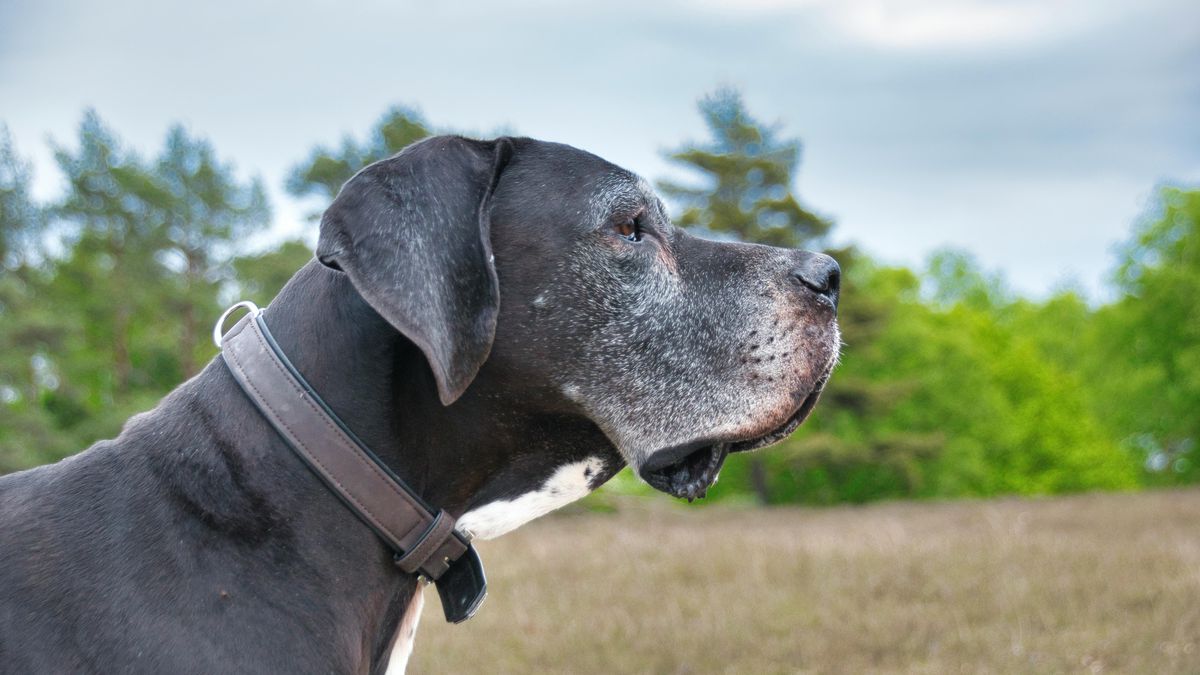 Conheça os 5 maiores cachorros do mundo