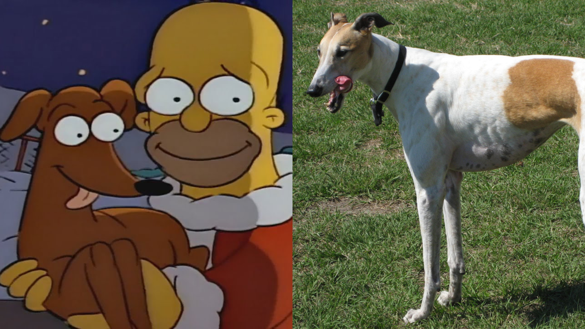 Greyhound | Conheça raça do Ajudante de Papai Noel, cachorro do Homer Simpson