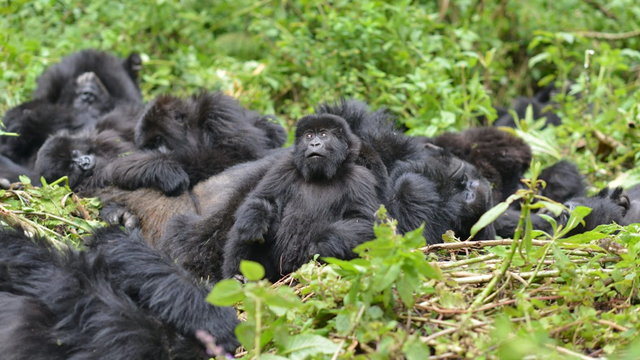 Divulgação/Dian Fossey Gorilla Fund