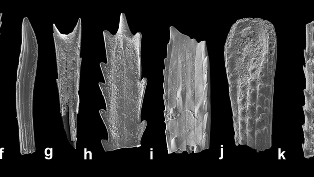 Wiese et al./PLOS One