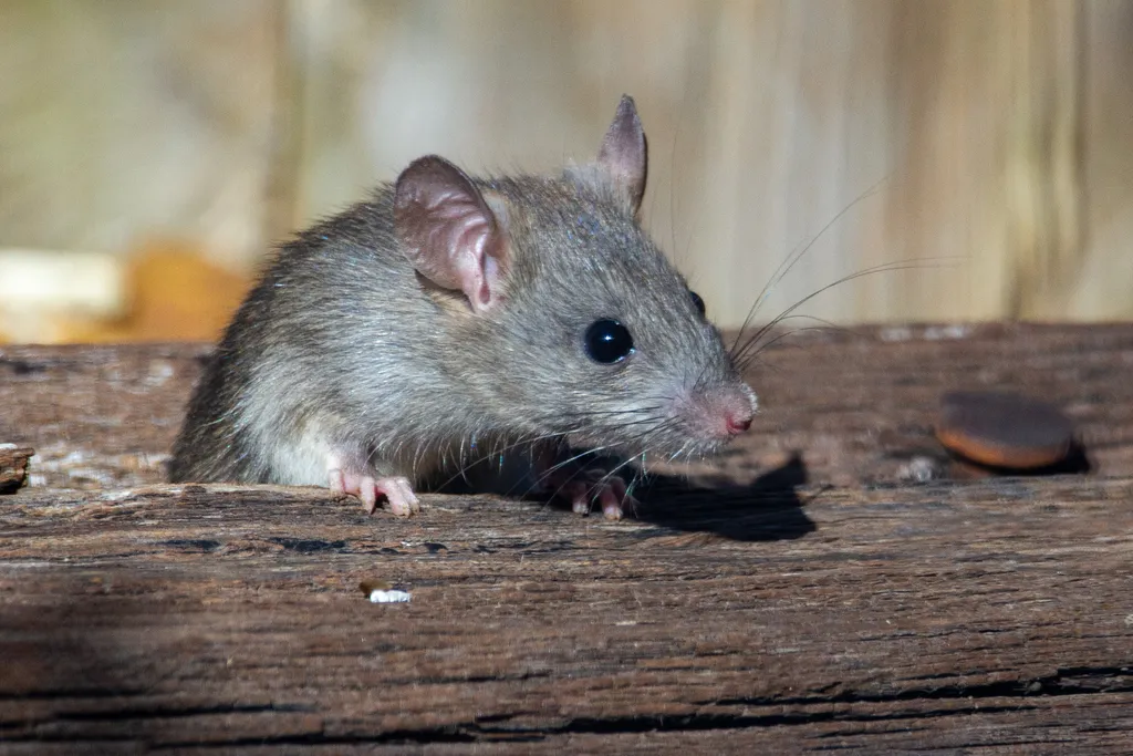Cientistas editam geneticamente o DNA de roedores (Imagem: Joshua J. Cotten/Unsplash)
